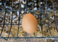 Business on laying hens: we do everything according to the rules Laying hens business on eggs